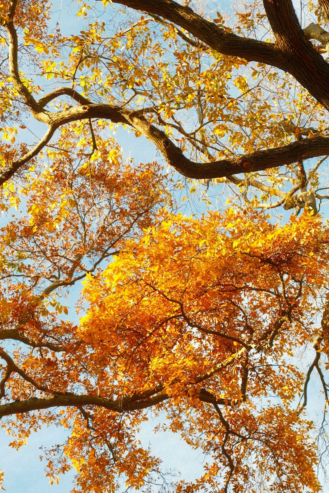 Golden autumn leaves on tree branches against a clear blue sky