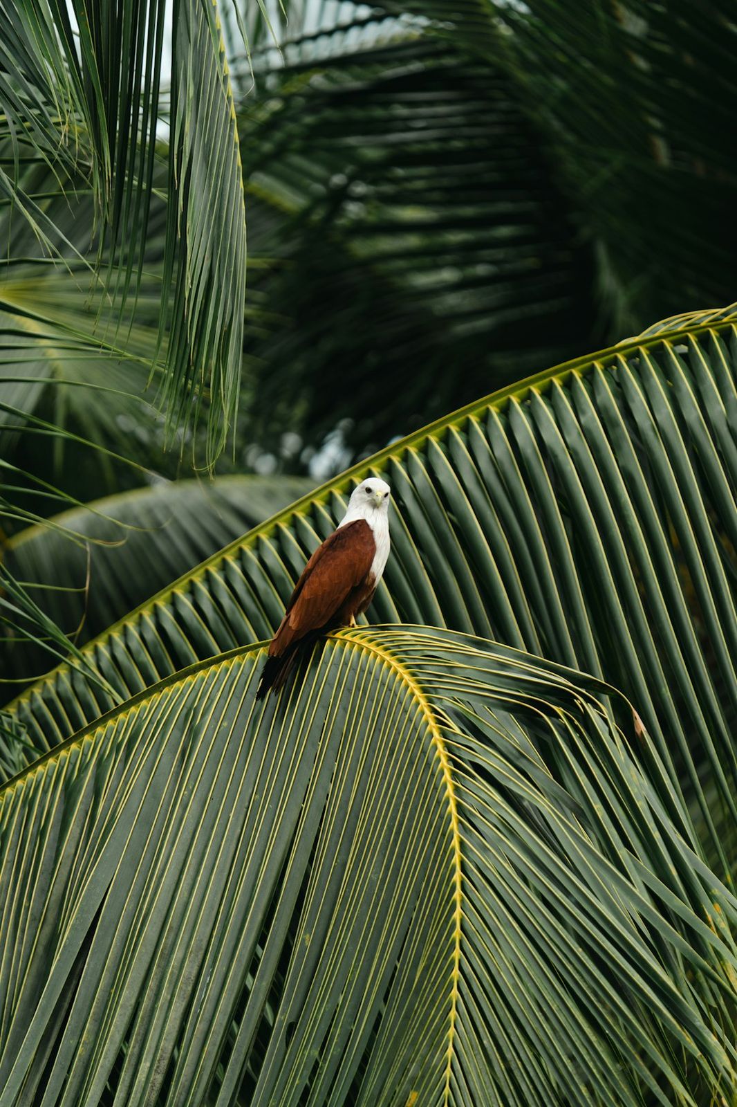 A Brahminy kite with a white head and brown wings perched on a green palm frond