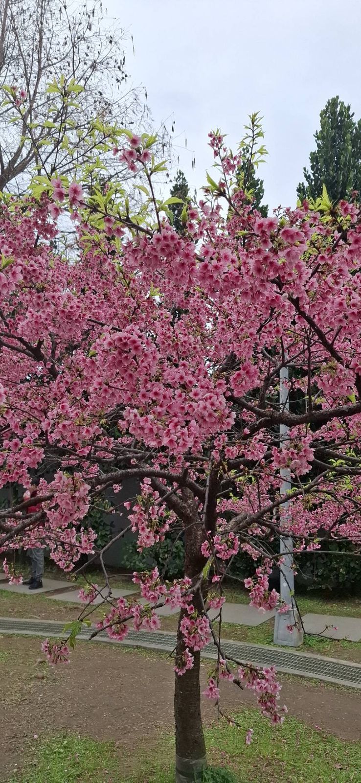 Taiwan's Bloom