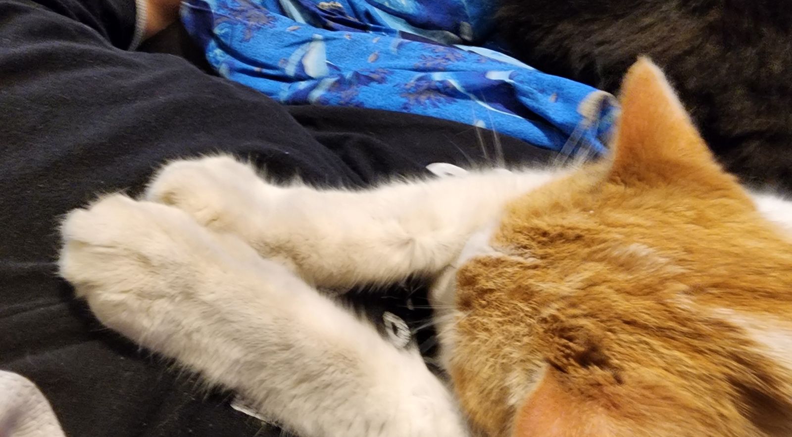 Save the Life of a Cat! Life-Saving Fundraiser Box