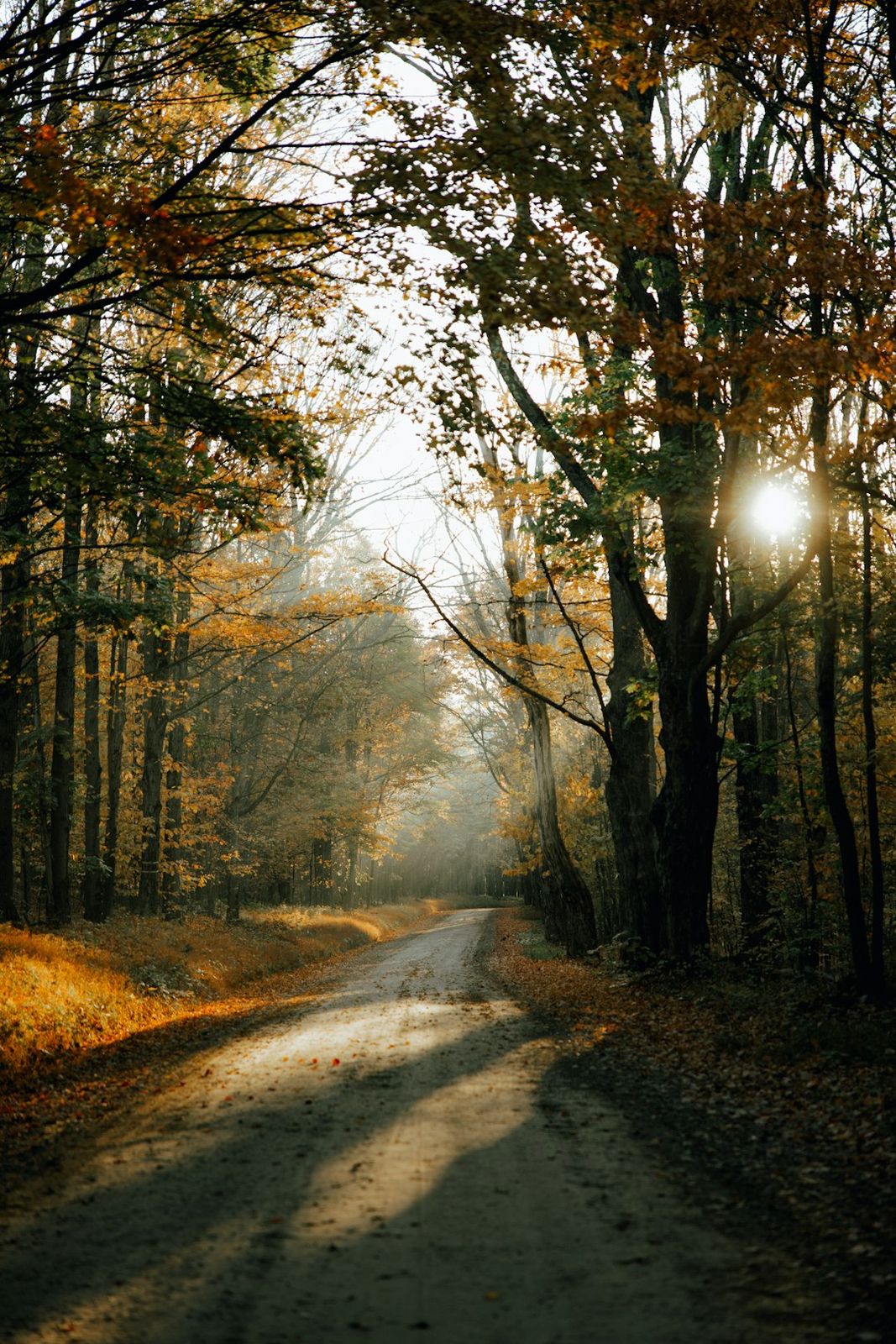 A dirt road winding through an autumnal forest with golden light filtering through the trees
