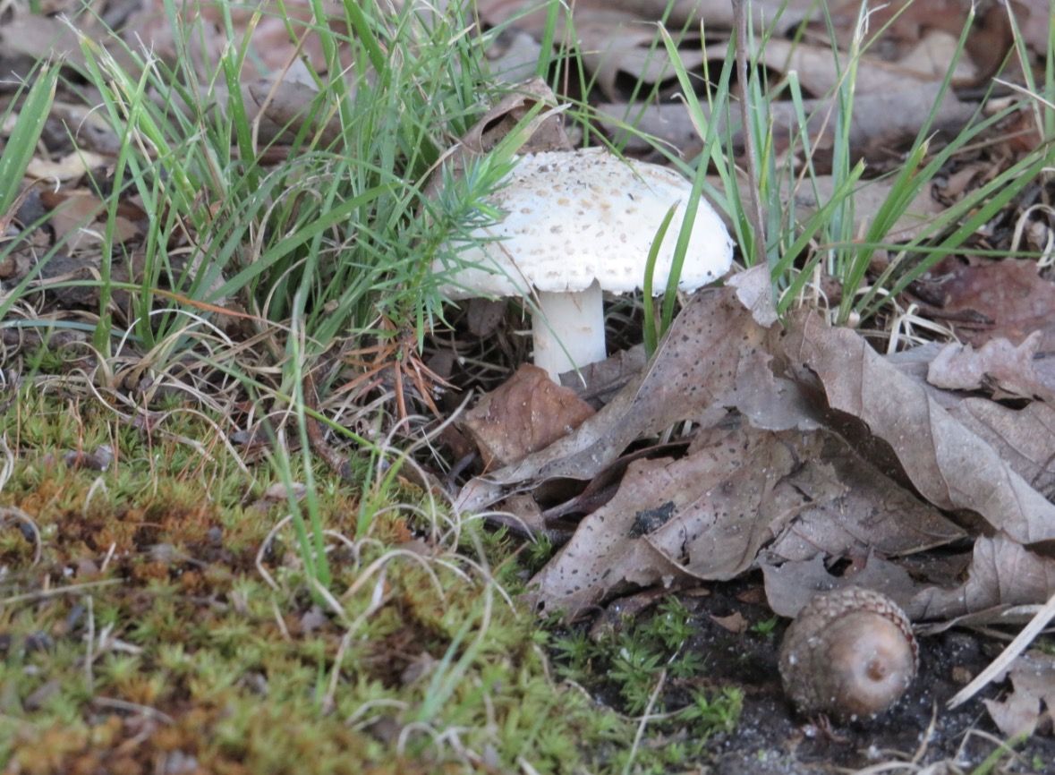 Mushrooms