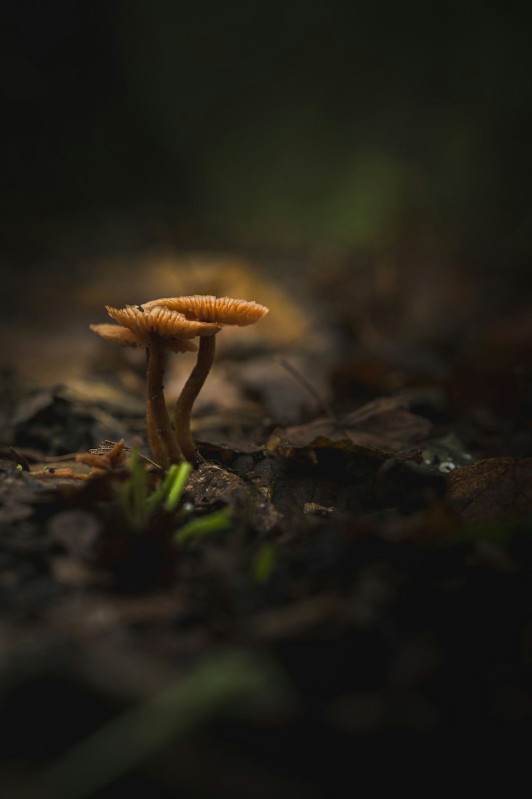 Small brown mushrooms growing from dark damp forest floor covered in decaying leaves