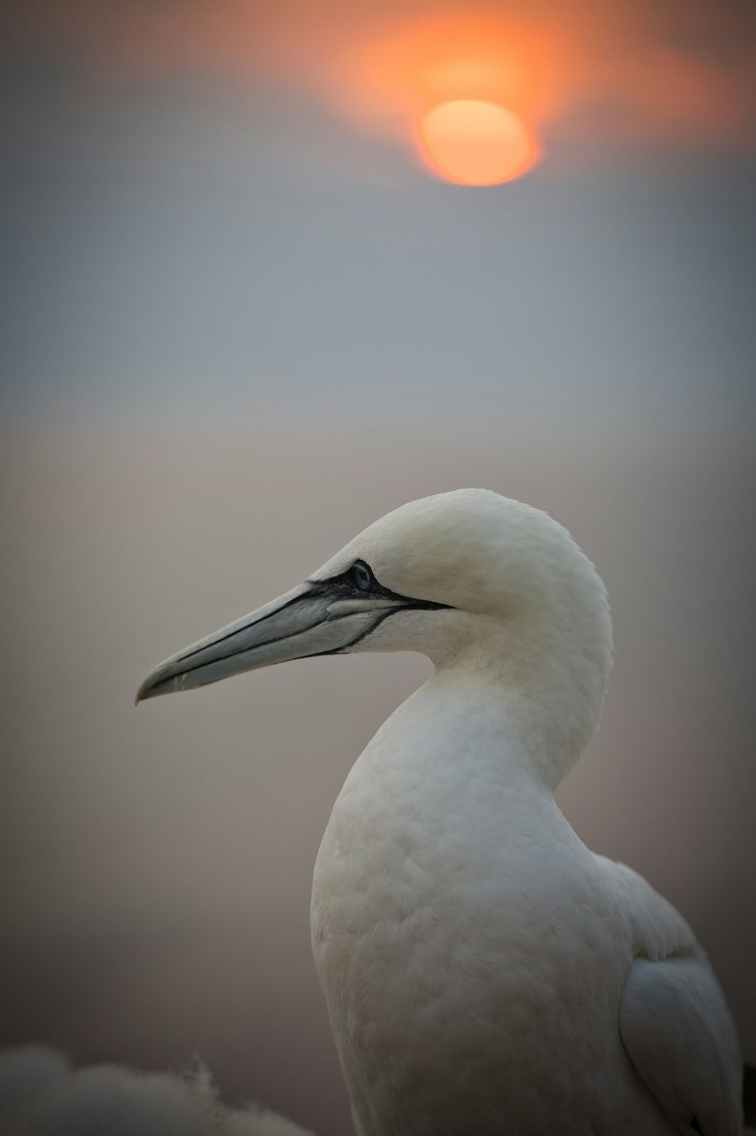 A white northern gannet in profile against a soft orange low sun