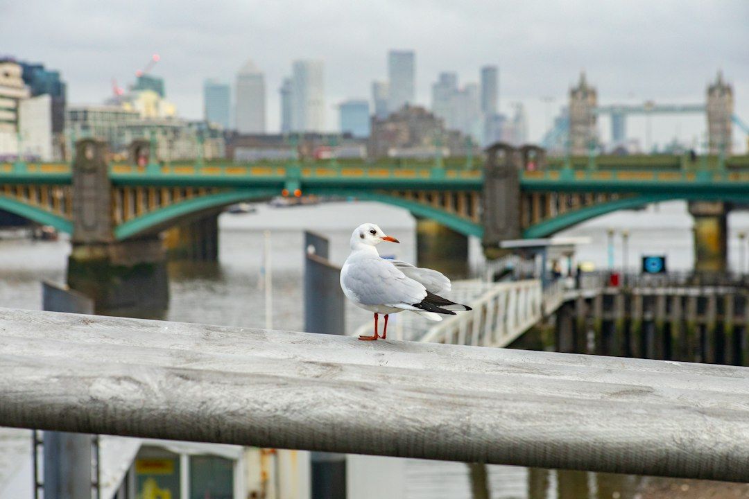 A black-headed gull perched on a metal railing with the London skyline and Tower Bridge in the background