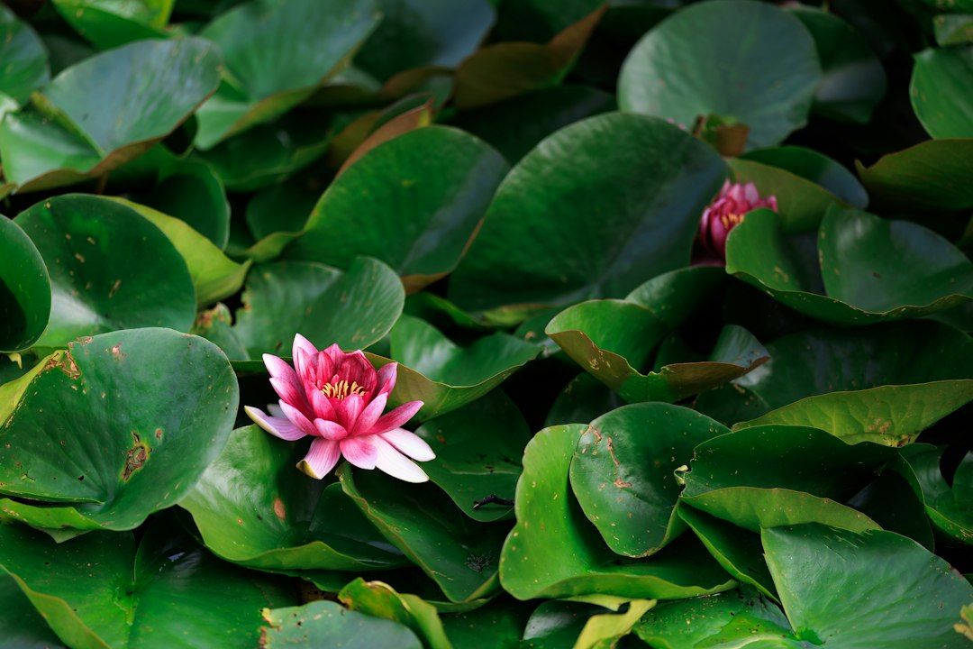A pink water lily blooming among large green lily pads on a pond
