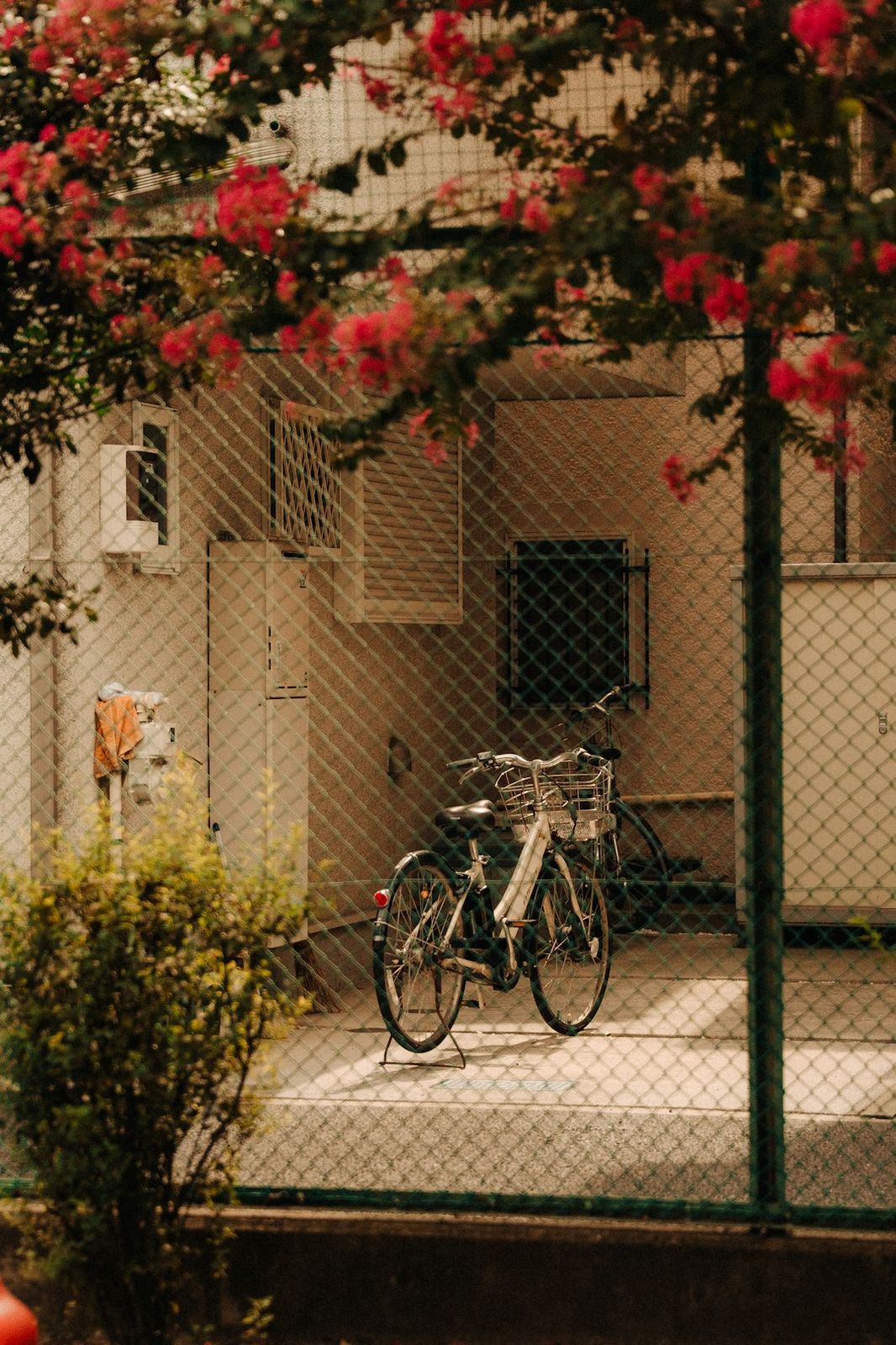 Bicycle behind a chain-link fence with blooming red flowers