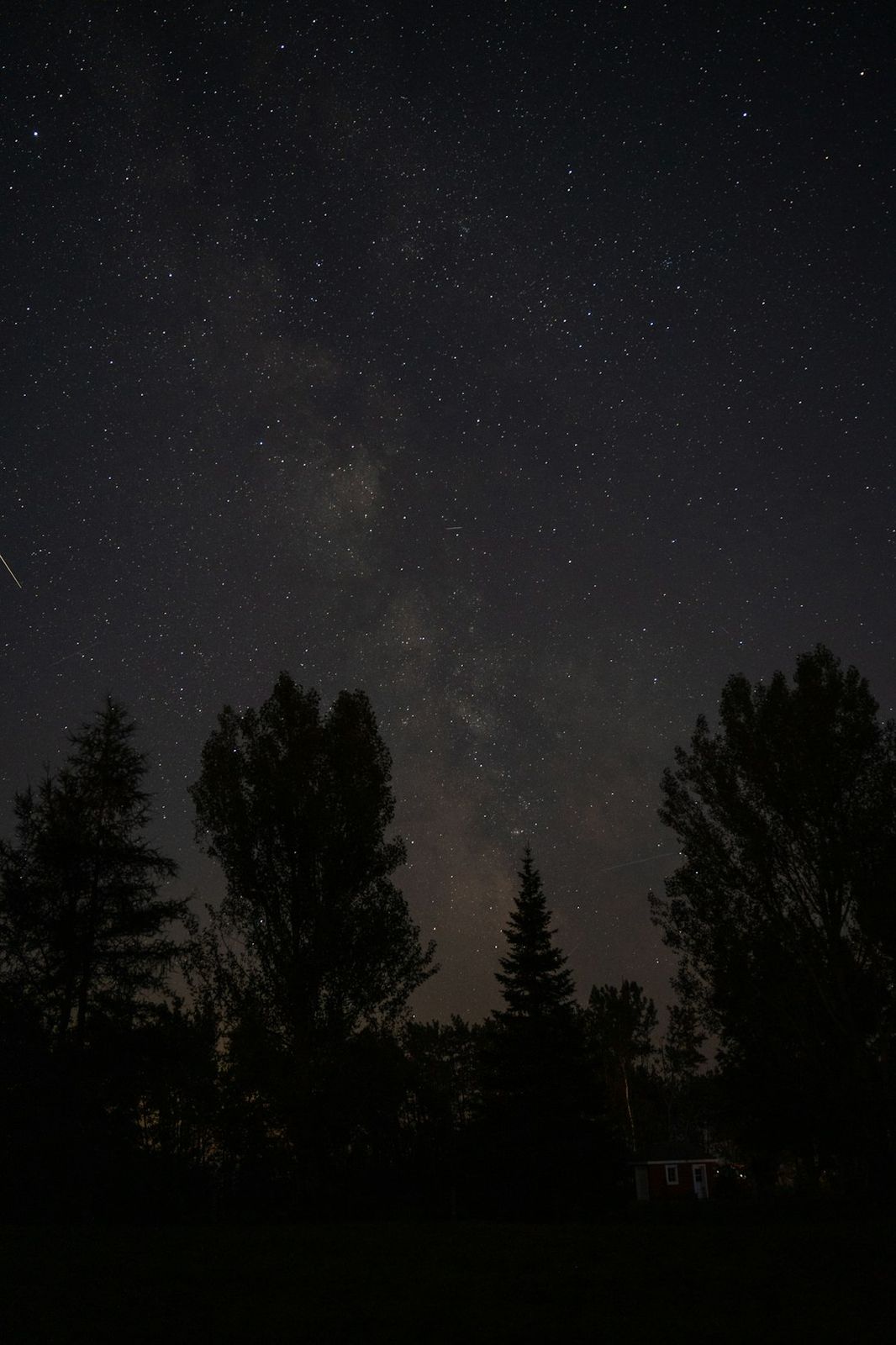 The Milky Way galaxy glowing above the silhouettes of dark pine trees at night